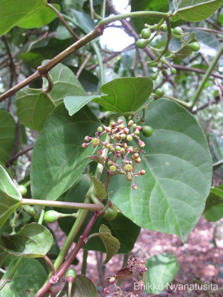 Cissus lonchiphylla Thwaites